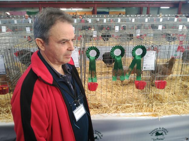 2.400 animales abarrotan el certamen avícola de Vegadeo