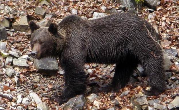 Buscan a un oso herido en una cacería en Palencia