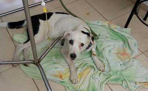 Una perra muere de pena esperando a sus dueños durante un mes en un aeropuerto