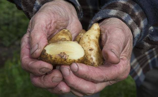 La polilla de la patata obliga a prohibir el cultivo en trece concejos