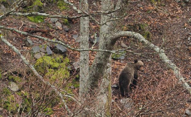 Un dispositivo de búsqueda trata de capturar a un oso herido en Cantabria