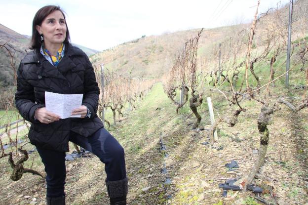 «En Asturias tenemos variedades de uvas autóctonas y se comercializan»
