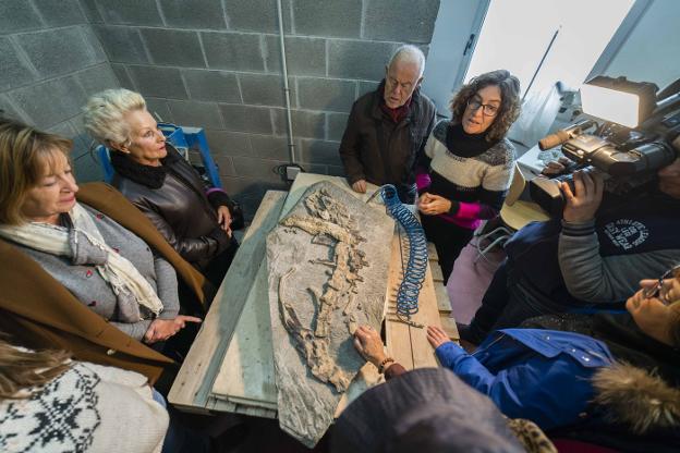 Siete fósiles únicos en el mundo para el Muja