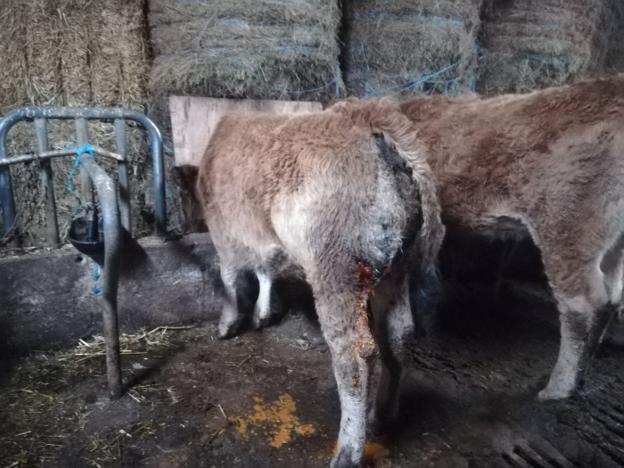 Ganaderos de Amieva se encierran en el ayuntamiento tras perder 300 reses