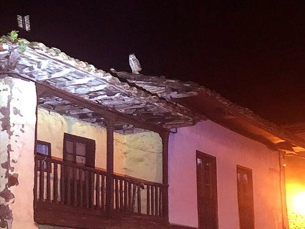 Un curuxón acecha en Infiesto