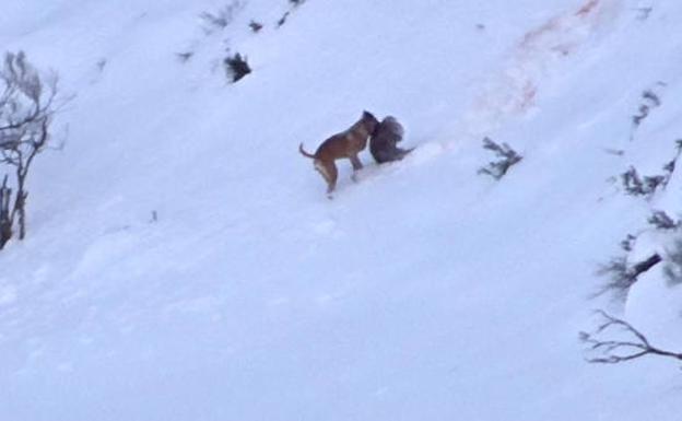 Fapas muestra el daño de los perros a la fauna salvaje asturiana