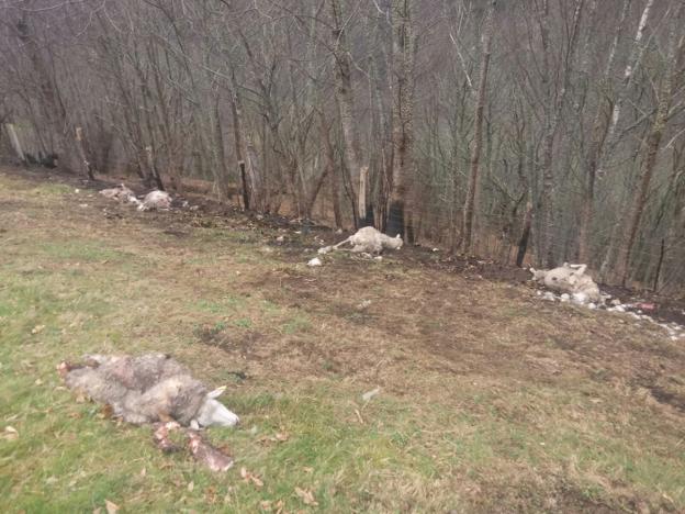 Un nuevo ataque del lobo en Allande deja ocho ovejas muertas y cinco heridas