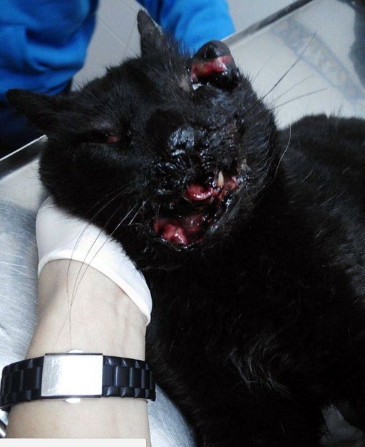 Denuncian la tortura de un gato en Badajoz en cuya boca explotaron un petardo