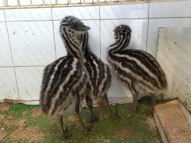 La fauna de Isabel la Católica se renueva con cinco crías de emú