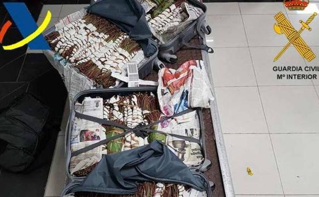 Llega a España el khat, la 'cocaína africana'