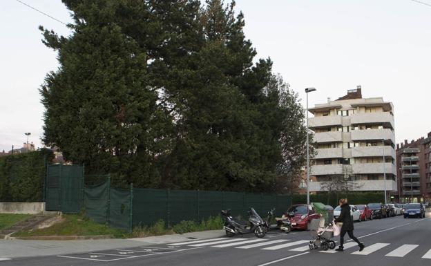La oruga procesionaria obliga a talar tres pinos de la calle Corín Tellado de Gijón
