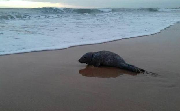 El Principado cree que la foca encontrada en una playa de Colunga «volvió al mar»