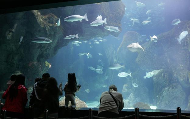 El Acuario saldrá a concurso por quince años y un canon fijo para minorar el gasto municipal