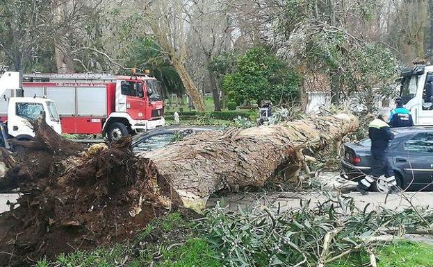 La caída de un árbol en el 'Kilometrín' corta al tráfico la avenida de El Molinón