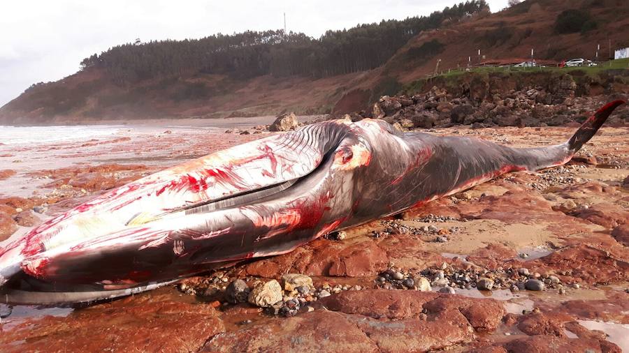Una descomunal ballena aparece muerta en Caravia