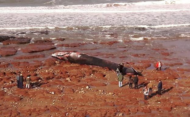 Aparece muerta una ballena de 18 metros en una playa de Caravia