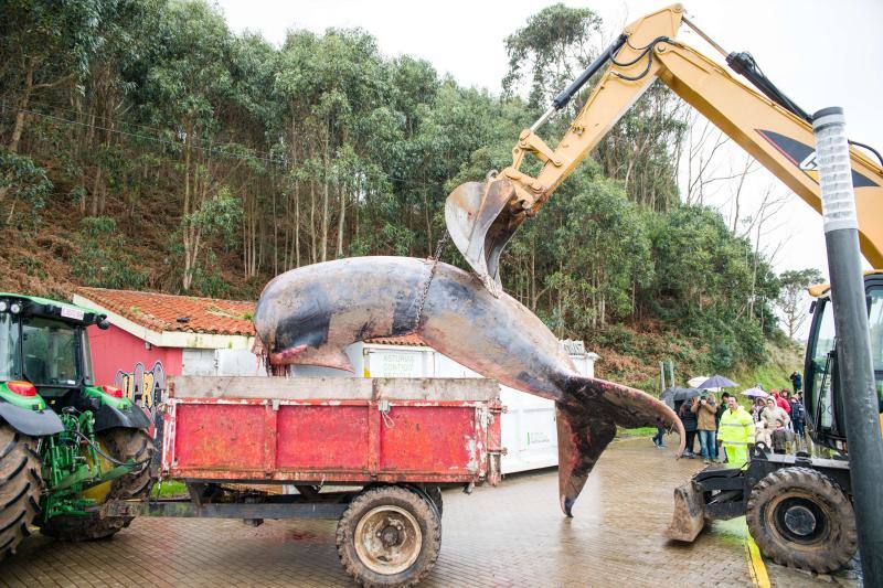 Despiezan la ballena varada en Caravia para poder retirarla
