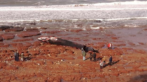 Una ballena de 18 metros en Caravia