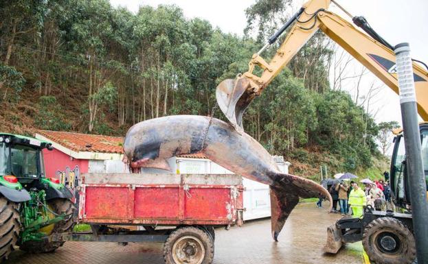 Ocho horas de 'operación ballena'