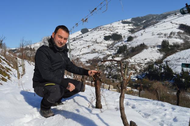 La nieve sacia la sed de los viñedos de Cangas