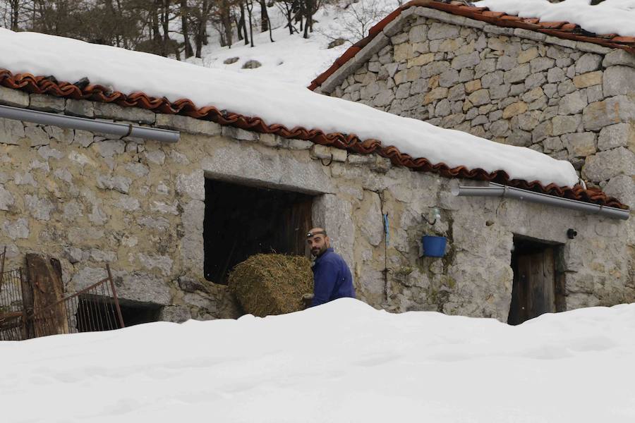 Los pueblos de Oriente de Asturias recuperan la normalidad tras las nevadas