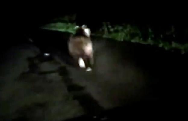 La Fundación Oso Pardo denunciará al conductor que grabó a un ejemplar