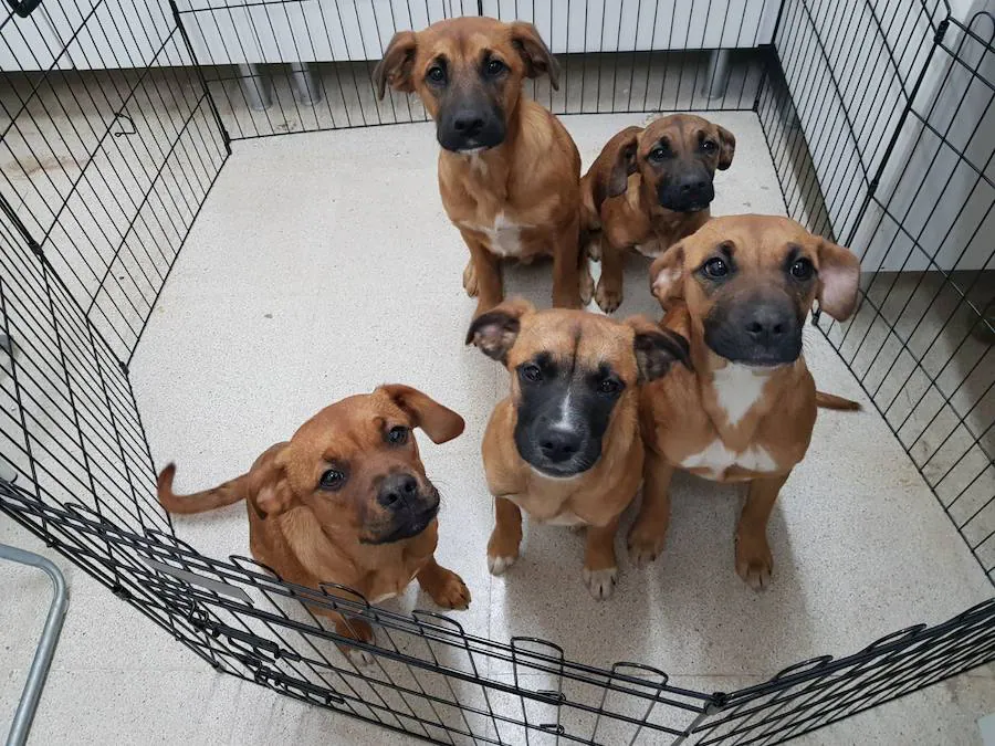 Cinco cachorros buscan familia en Oviedo