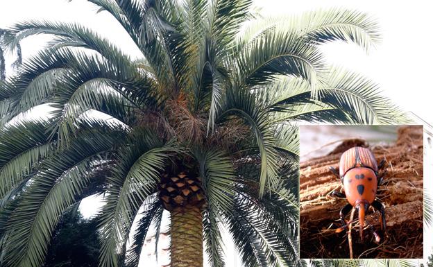 El Principado obliga a declarar las palmeras de Asturias ante la plaga del picudo rojo