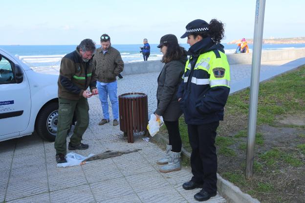 Aparece en El Espartal el cadáver de un tiburón abisal