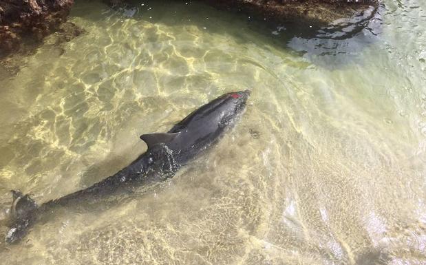 Fallece un delfín varado en la playa de La Paloma, en Tapia