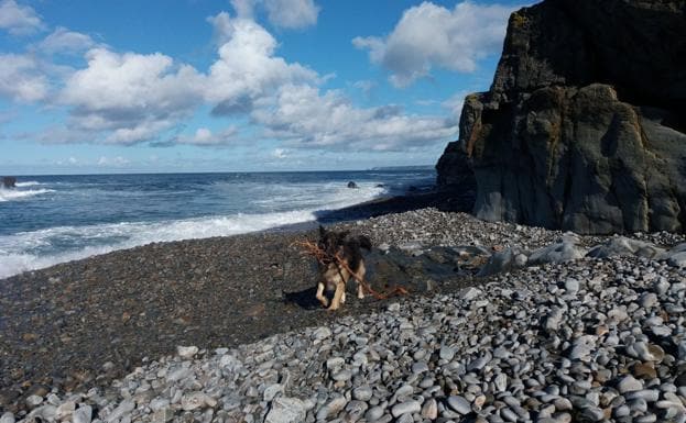 La Corporación de Valdés defiende autorizar perros en dos playas