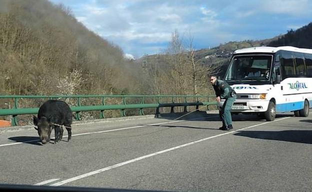 La Guardia Civil captura a lazo a un jabalí en el corredor del Nalón