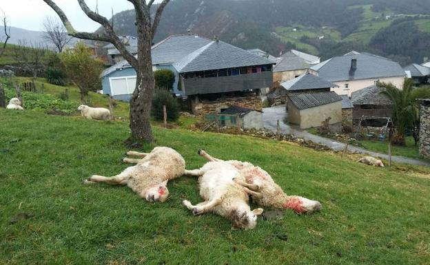 El lobo mata a ocho ovejas en Villayón