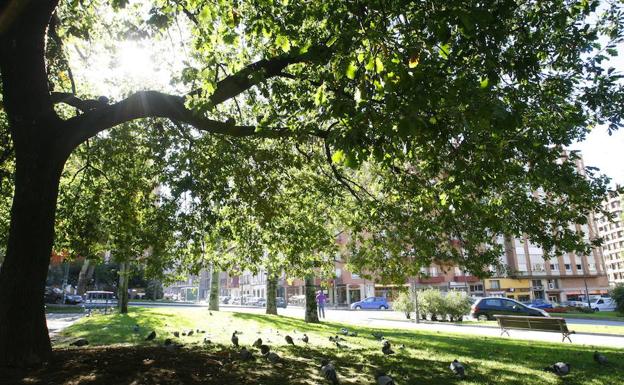 Avilés conmemora el Día de Palestina con la plantación de un olivo en El Carbayedo