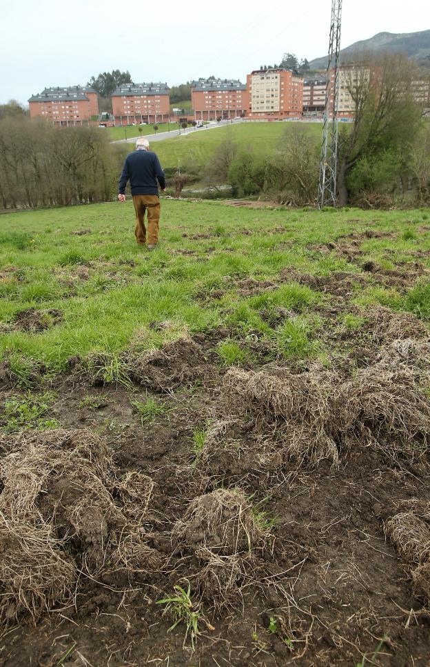 Los jabalíes campan a sus anchas por las huertas y fincas privadas de Olivares