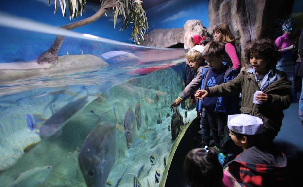 Cuatro empresas optan a gestionar el Acuario de Gijón