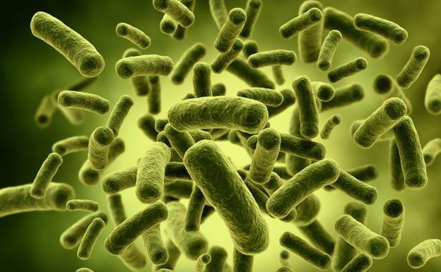 Descubren cómo evolucionan las comunidades bacterianas tras colonizar un nuevo ambiente