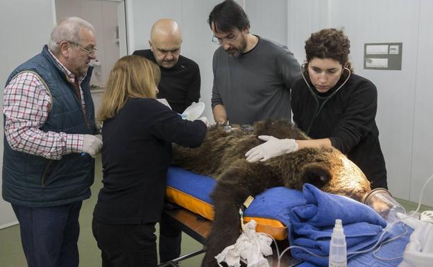 El osezno Beato vuelve a Picos de Europa