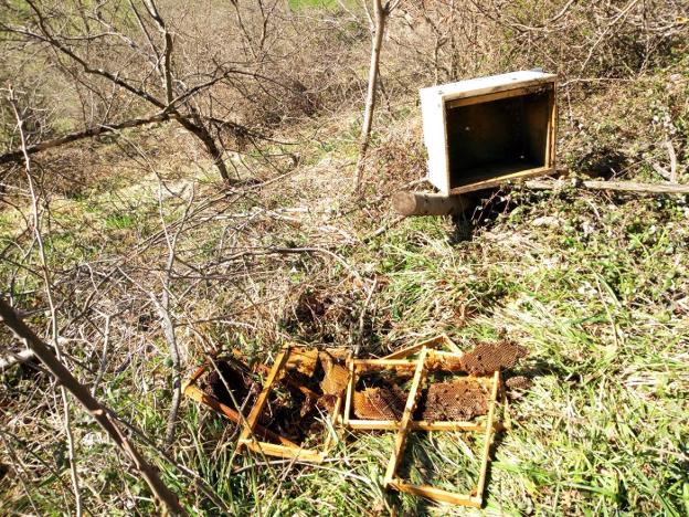 Un oso destroza colmenas en Jomezana de Arriba