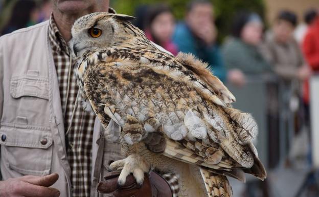 Los rapaces planean por La Caridad