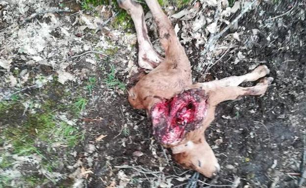 Un ternero muerto por el ataque del lobo en Villanueva del Valledor