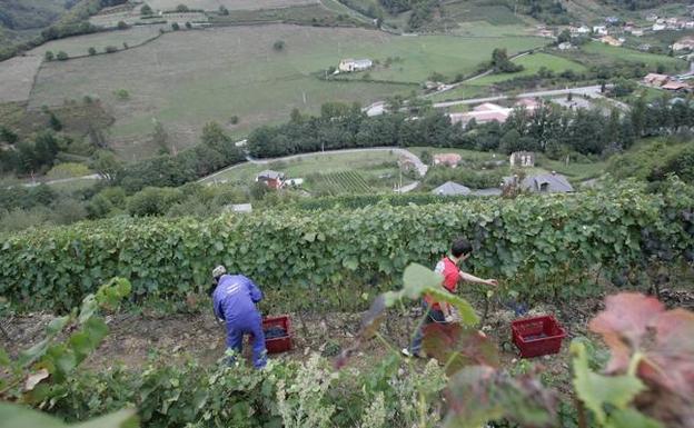 Asturias y Cantabria se alían por sus viñedos