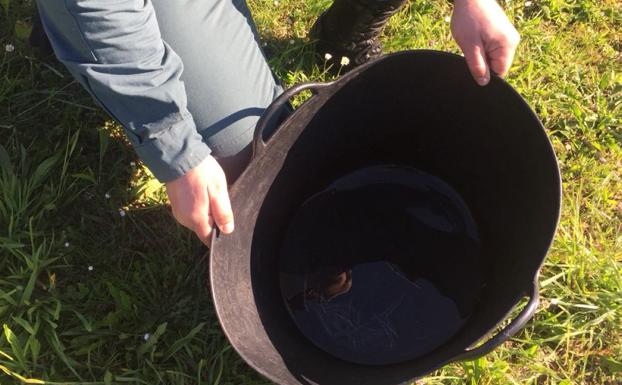 Vivero ilegal de angulas en una bañera