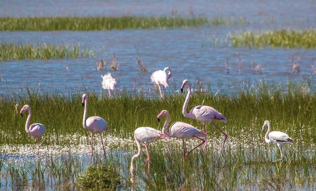 Ecologistas alertan del riesgo de nuevas Aznalcóllar veinte años después del vertido