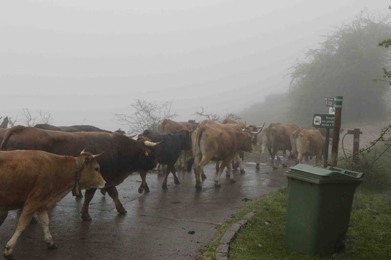 Tradicional subida del ganado al puerto de la Montaña de Covadonga