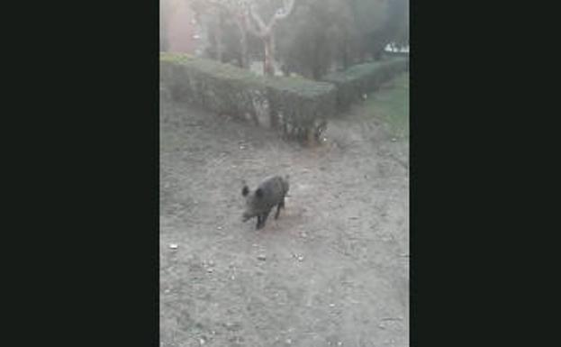Una manada de jabalíes se pasea y recibe comida en San Lázaro