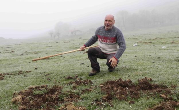 El pastoreo arranca con críticas de los ganaderos por los daños del jabalí