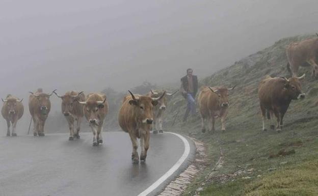 Los ecologistas proponen prohibir el pastoreo y la caza si se detectan venenos