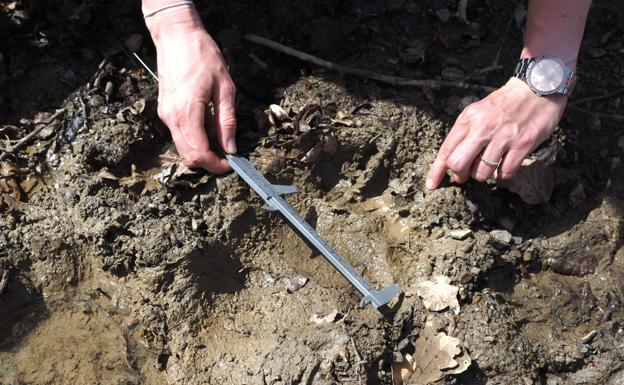 Osos del occidente y oriente rompen con un siglo de aislamiento genético