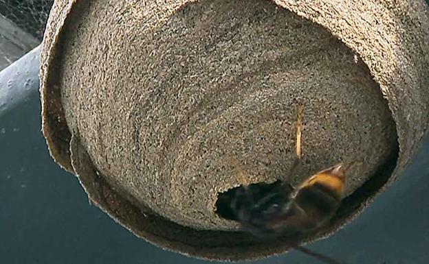 Detectan la primera reina de avispa asiática en Gijón